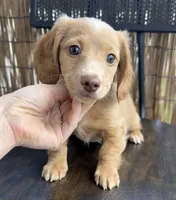 Girl #3 , a female Miniature Dachshund for sale in Wirtz, VA – Photo 2 of 2