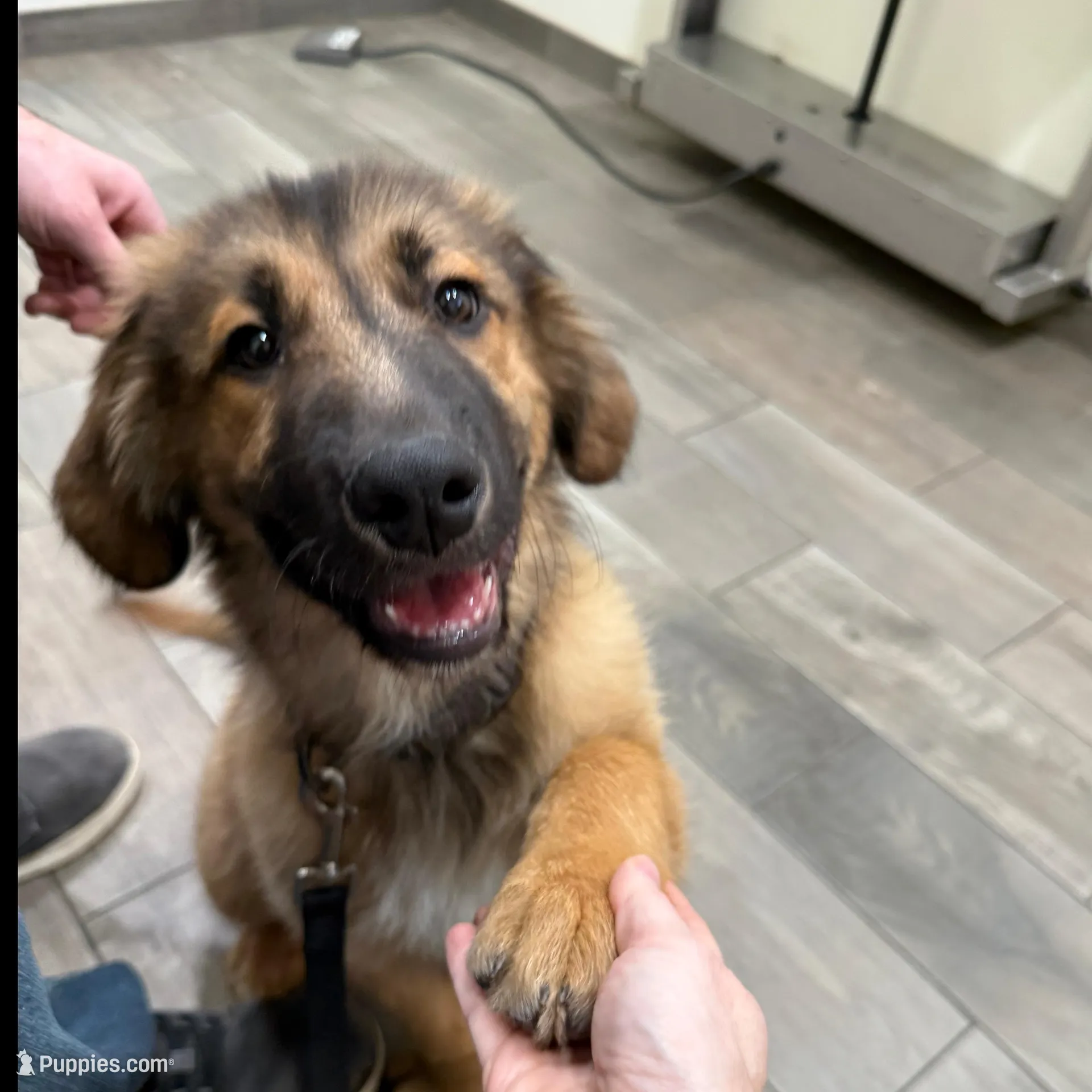 Kenai, a male Great Pyrenees and Golden Retriever for sale in Wirtz, VA – Photo 5 of 6