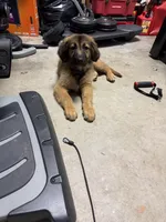 Kenai, a male Great Pyrenees and Golden Retriever for sale in Wirtz, VA – Photo 6 of 6