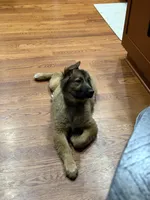 Kenai, a male Great Pyrenees and Golden Retriever for sale in Wirtz, VA – Photo 3 of 6