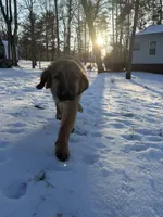Kenai, a male Great Pyrenees and Golden Retriever for sale in Wirtz, VA – Photo 2 of 6