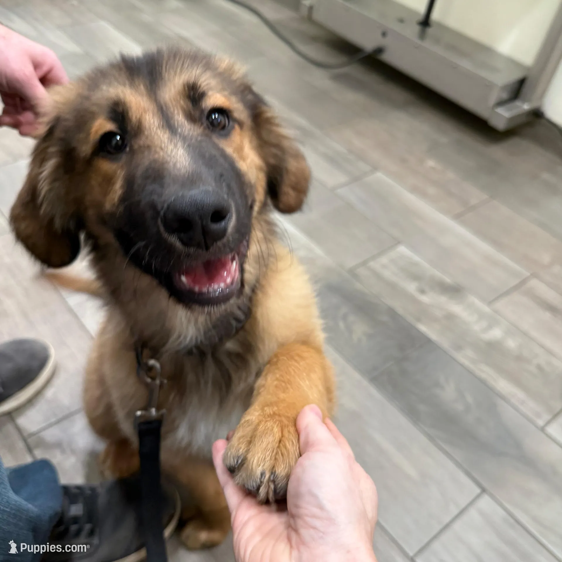 Kenai, a male Great Pyrenees and Golden Retriever for sale in Wirtz, VA – Photo 4 of 6