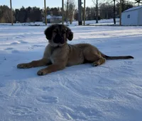 Kenai, a male Great Pyrenees and Golden Retriever for sale in Wirtz, VA – Photo 1 of 6