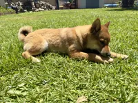 Chucky , a male Shiba Inu for sale in Fontana, CA – 2 of 2