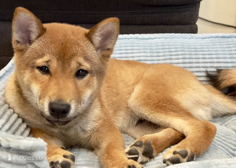Chucky  – Shiba Inu puppy for sale in Fontana, CA