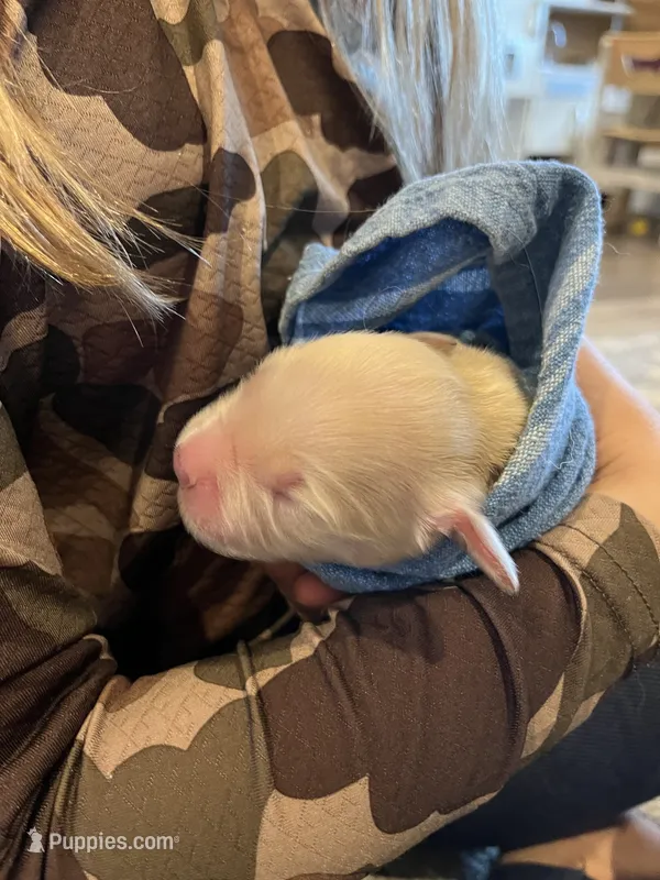 Am Gold Male – Golden Retriever puppy for sale in Nashville, TN