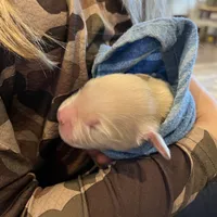 Am Gold Male, a  Golden Retriever for sale in Nashville, TN – Photo 2 of 9