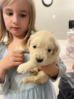 Am Gold Male, a  Golden Retriever for sale in Nashville, TN – Photo 1 of 9