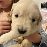 Am Gold Male, a  Golden Retriever for sale in Nashville, TN – Photo 9 of 9