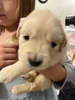 Am Gold Male, a  Golden Retriever for sale in Nashville, TN – Photo 9 of 9