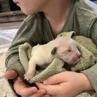 Am Gold Male, a  Golden Retriever for sale in Nashville, TN – Photo 8 of 9