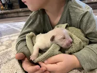 Am Gold Male, a  Golden Retriever for sale in Nashville, TN – Photo 8 of 9