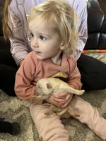 Am Gold Male, a  Golden Retriever for sale in Nashville, TN – Photo 3 of 9