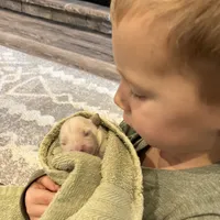 Am Gold Male, a  Golden Retriever for sale in Nashville, TN – Photo 5 of 9