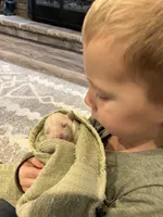 Am Gold Male, a  Golden Retriever for sale in Nashville, TN – Photo 5 of 9