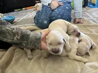 Am Gold Male, a  Golden Retriever for sale in Nashville, TN – Photo 4 of 9