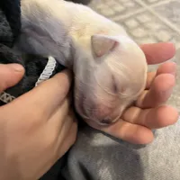 Am Gold Male, a  Golden Retriever for sale in Nashville, TN – Photo 7 of 9