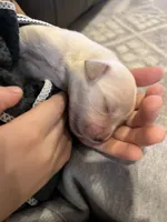 Am Gold Male, a  Golden Retriever for sale in Nashville, TN – Photo 7 of 9