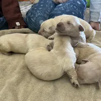 Am Gold Male, a  Golden Retriever for sale in Nashville, TN – Photo 6 of 9