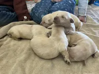 Am Gold Male, a  Golden Retriever for sale in Nashville, TN – Photo 6 of 9