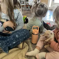 AM GOLD MALE, a  Golden Retriever for sale in Nashville, TN – Photo 7 of 8