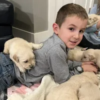 AM GOLD MALE, a  Golden Retriever for sale in Nashville, TN – Photo 6 of 8