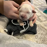 AM GOLD MALE, a  Golden Retriever for sale in Nashville, TN – Photo 3 of 8