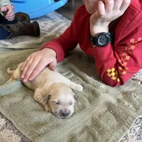 AM GOLD MALE, a  Golden Retriever for sale in Nashville, TN – Photo 8 of 8