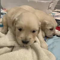 AM GOLD MALE, a  Golden Retriever for sale in Nashville, TN – Photo 1 of 8