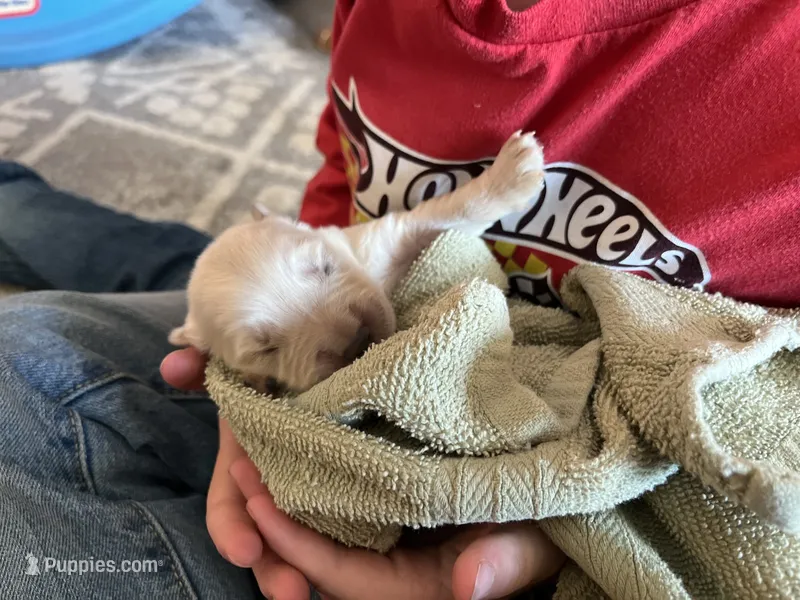 AM GOLD MALE – Golden Retriever puppy for sale in Nashville, TN
