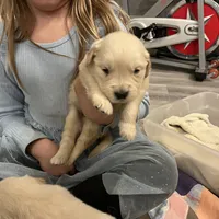 AM GOLD MALE, a  Golden Retriever for sale in Nashville, TN – Photo 4 of 8