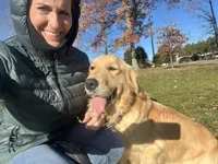 Am Gold Female, a female Golden Retriever for sale in Nashville, TN – Photo 2 of 7