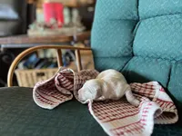 Am Gold Female, a female Golden Retriever for sale in Nashville, TN – Photo 1 of 7