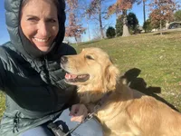 Am Gold Female, a female Golden Retriever for sale in Nashville, TN – Photo 6 of 7