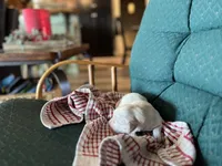 Am Gold Female, a female Golden Retriever for sale in Nashville, TN – Photo 7 of 7