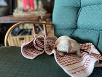 Am Gold Female, a female Golden Retriever for sale in Nashville, TN – Photo 5 of 7