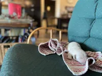 Am Gold Female, a female Golden Retriever for sale in Nashville, TN – Photo 3 of 7