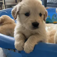 Am Gold Female, a  Golden Retriever for sale in Nashville, TN – Photo 1 of 10