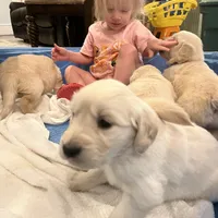 Am Gold Female, a  Golden Retriever for sale in Nashville, TN – Photo 10 of 10