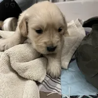 Am Gold Female, a  Golden Retriever for sale in Nashville, TN – Photo 2 of 10