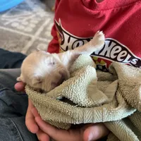 Am Gold Female, a  Golden Retriever for sale in Nashville, TN – Photo 4 of 10