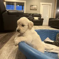 Am Gold Female, a  Golden Retriever for sale in Nashville, TN – Photo 9 of 10