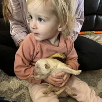 Am Gold Female, a  Golden Retriever for sale in Nashville, TN – Photo 5 of 10