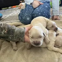 Am Gold Female, a  Golden Retriever for sale in Nashville, TN – Photo 3 of 10