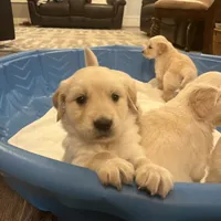 Am Gold Female, a  Golden Retriever for sale in Nashville, TN – Photo 7 of 10