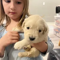 Am Gold Female, a  Golden Retriever for sale in Nashville, TN – Photo 6 of 10