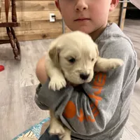 Am Gold Female, a  Golden Retriever for sale in Nashville, TN – Photo 8 of 10