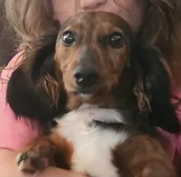 AKC BENJI, a male Miniature Dachshund for sale in Ashland, MO – Photo 2 of 3