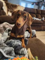 AKC BENJI, a male Miniature Dachshund for sale in Ashland, MO – Photo 3 of 3