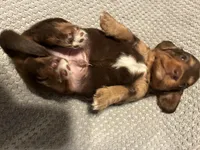 AKC Butterball, a male Miniature Dachshund for sale in Ashland, MO – 4 of 4